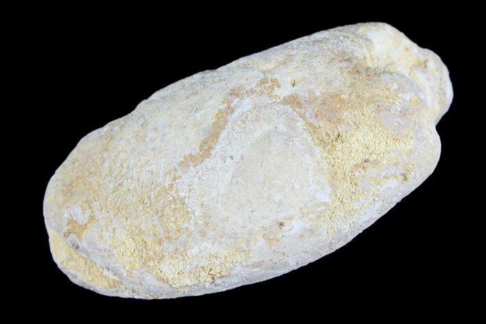 Cretaceous Fish Coprolite (Fossil Poop) - Kansas #93778